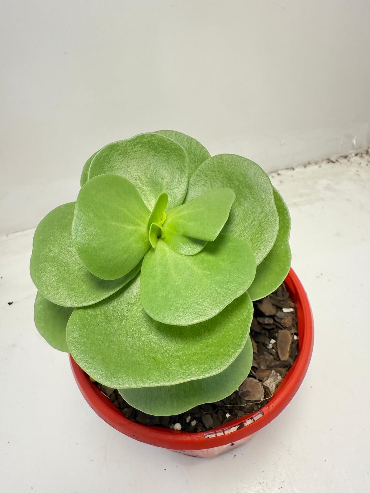 Portulaca molokiniensis 'Hawaiian Portulaca' 130mm