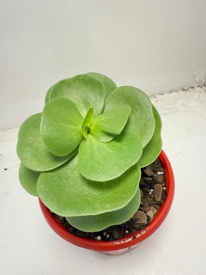 Portulaca molokiniensis 'Hawaiian Portulaca' 130mm