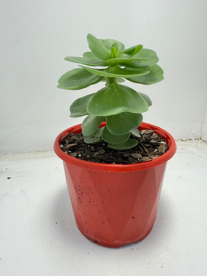 Portulaca molokiniensis 'Hawaiian Portulaca' 130mm