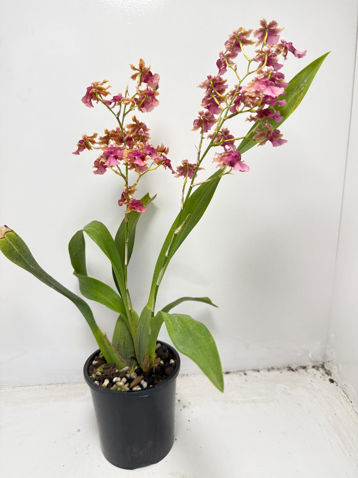 Oncidium ‘Pacific Sunrise’ Hakalau 100mm