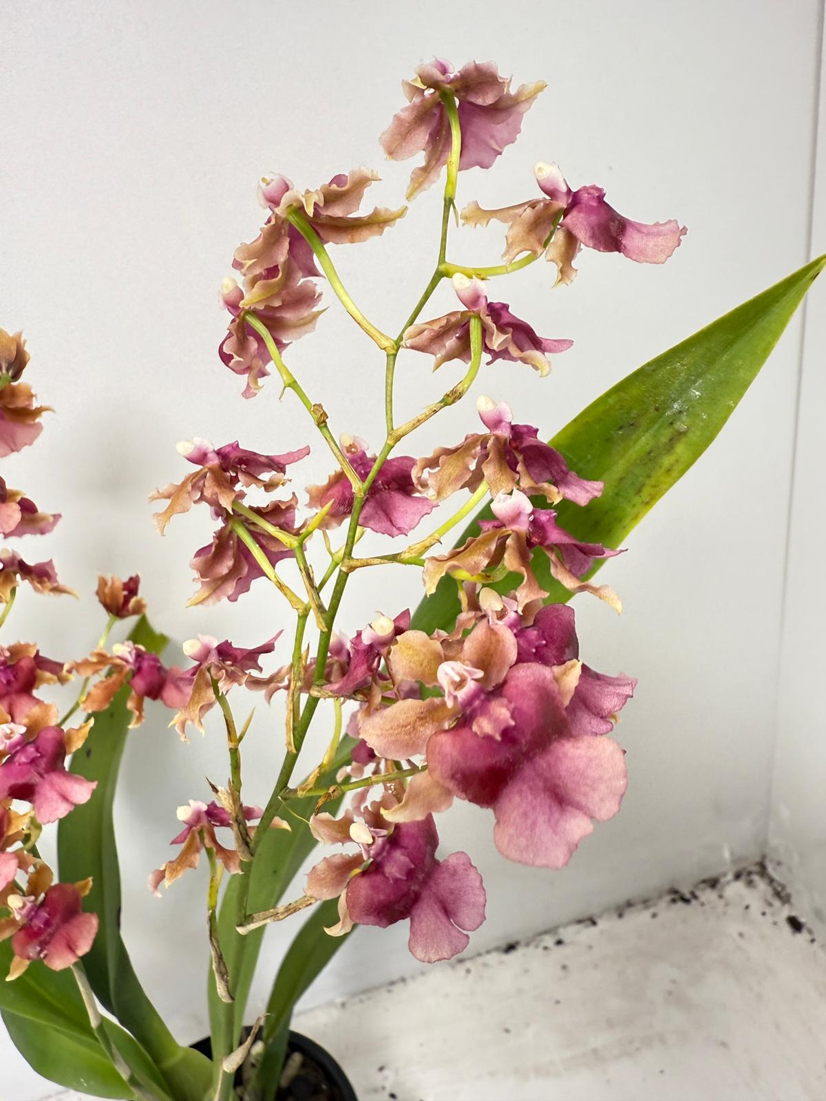 Oncidium ‘Pacific Sunrise’ Hakalau 100mm