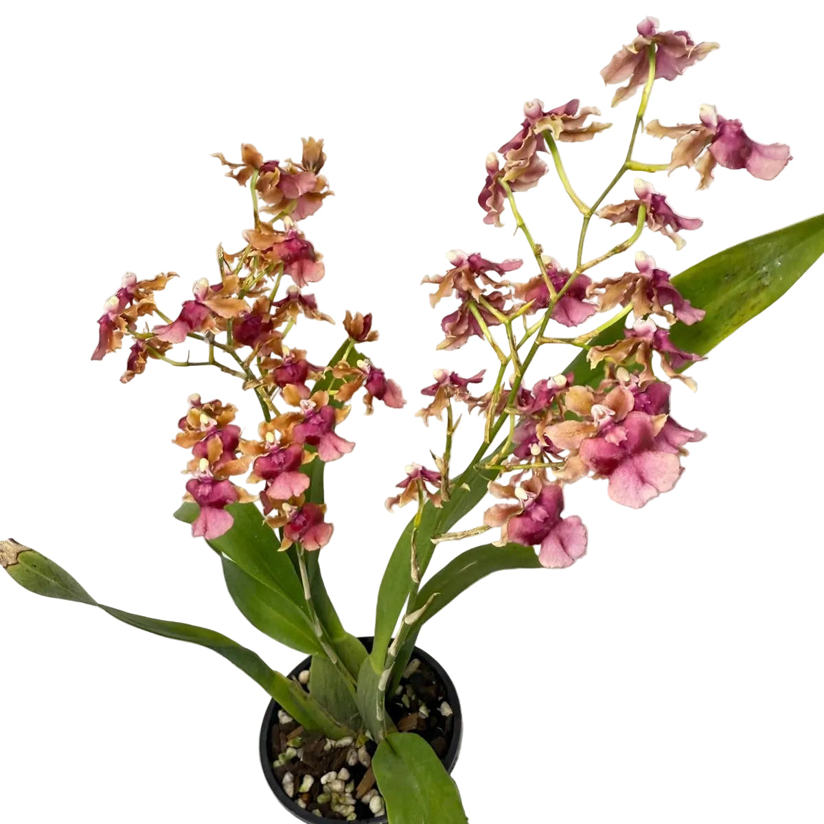Oncidium ‘Pacific Sunrise’ Hakalau 100mm