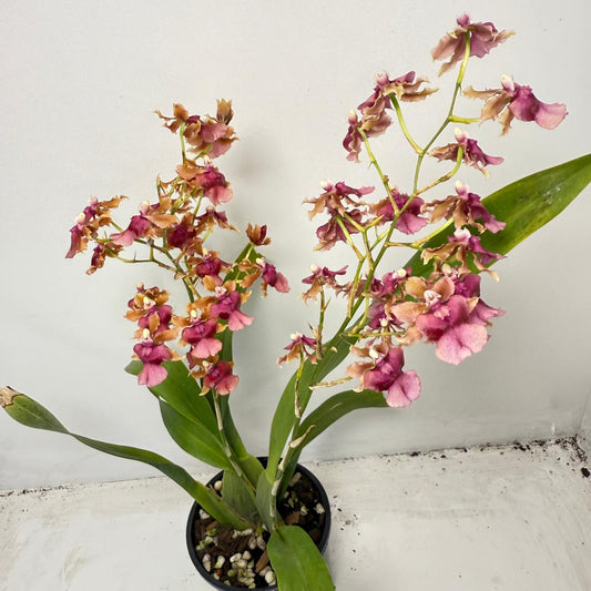 Oncidium ‘Pacific Sunrise’ Hakalau 100mm