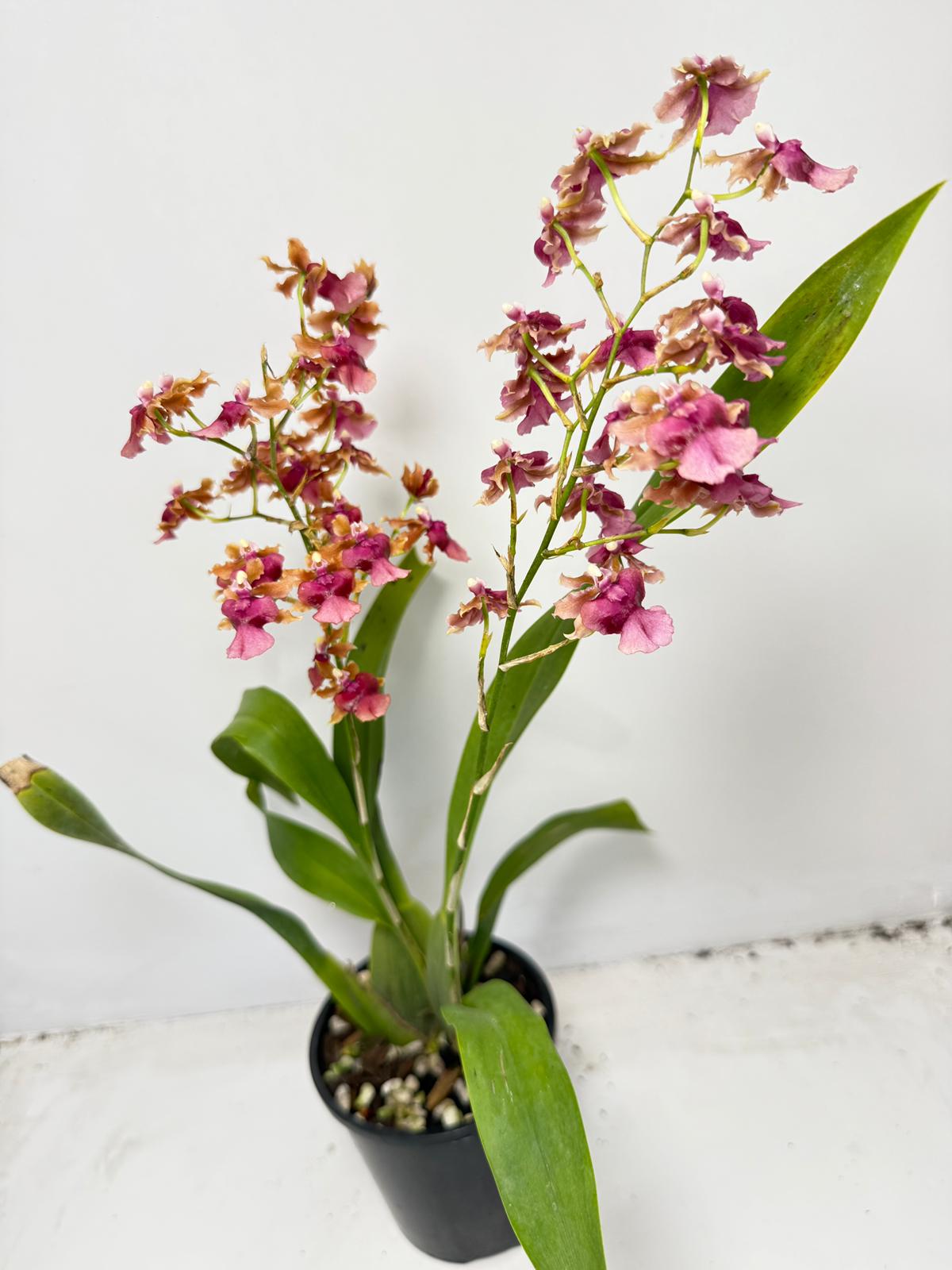Oncidium ‘Pacific Sunrise’ Hakalau 100mm