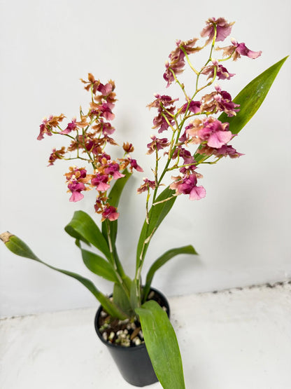 Oncidium ‘Pacific Sunrise’ Hakalau 100mm