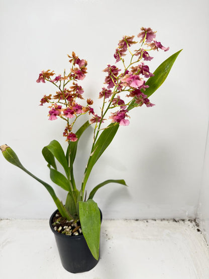 Oncidium ‘Pacific Sunrise’ Hakalau 100mm