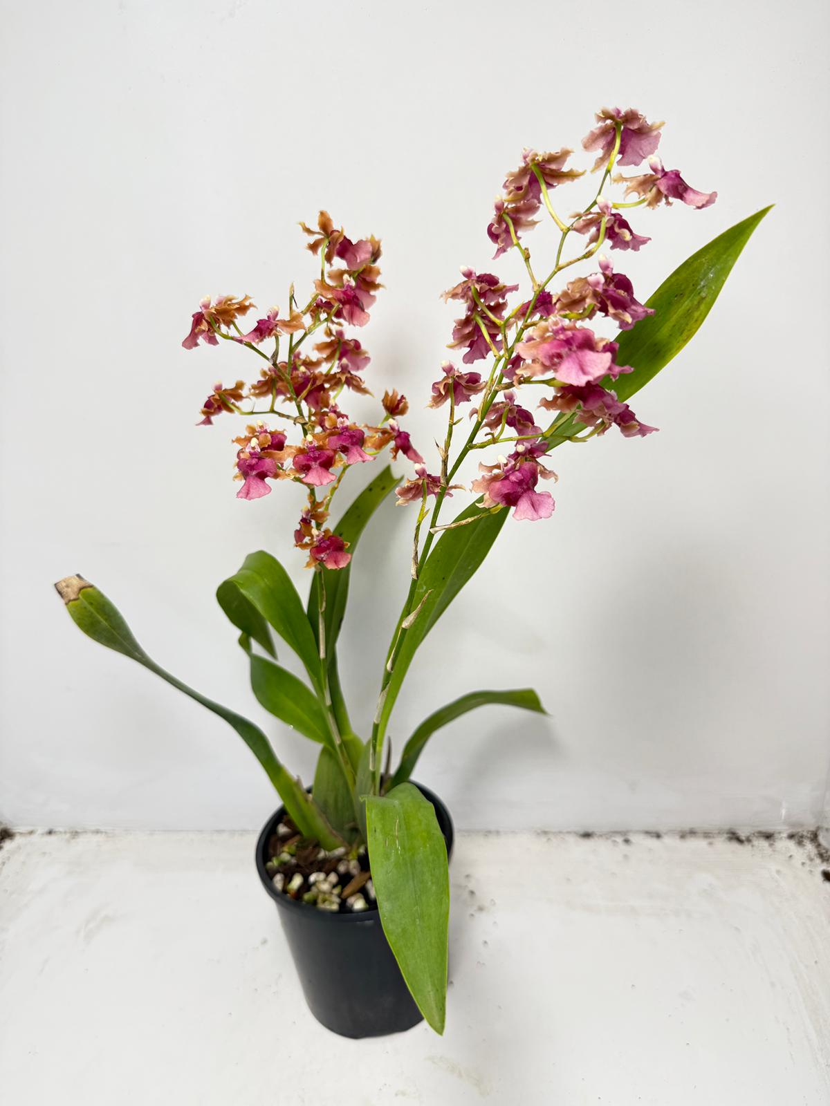 Oncidium ‘Pacific Sunrise’ Hakalau 100mm