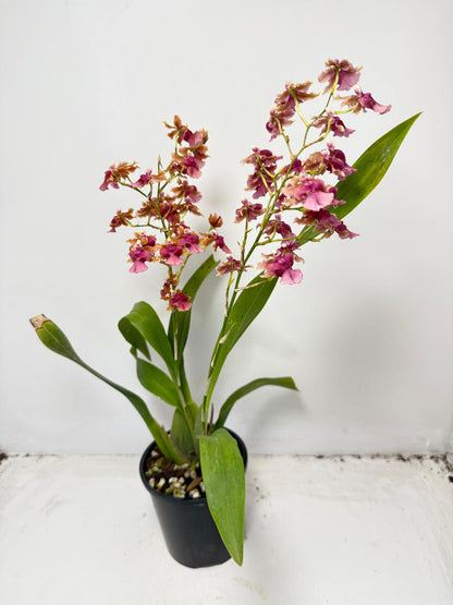 Oncidium ‘Pacific Sunrise’ Hakalau 100mm