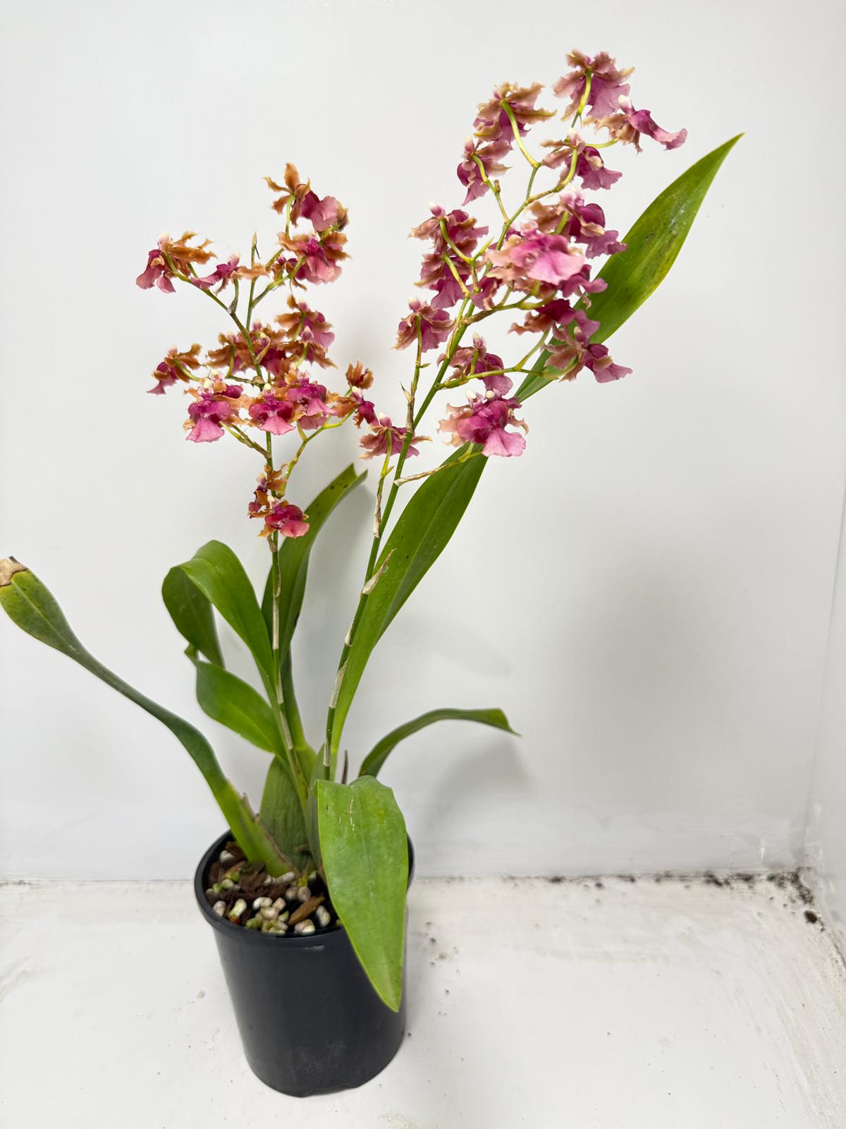 Oncidium ‘Pacific Sunrise’ Hakalau 100mm