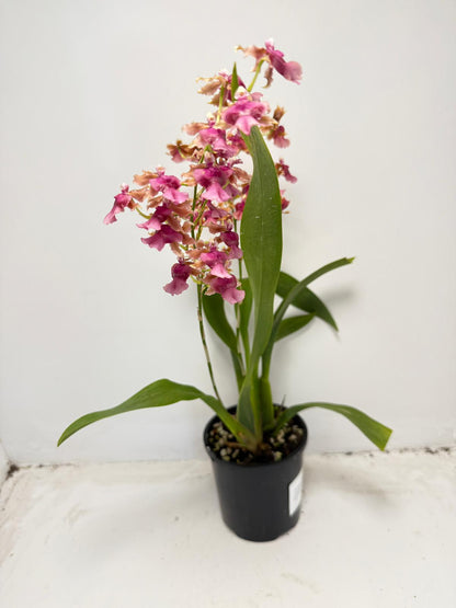 Oncidium ‘Pacific Sunrise’ Hakalau 100mm
