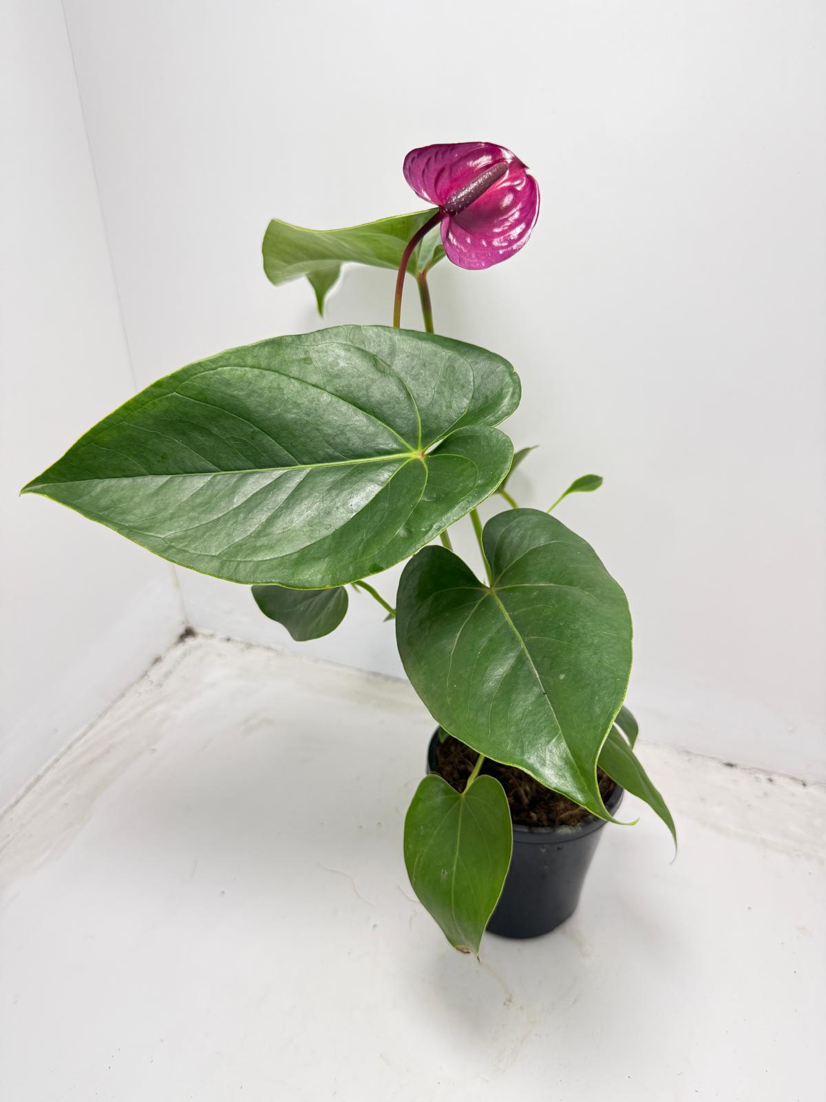 Anthurium ‘Utah Purple’ with 100mm pot