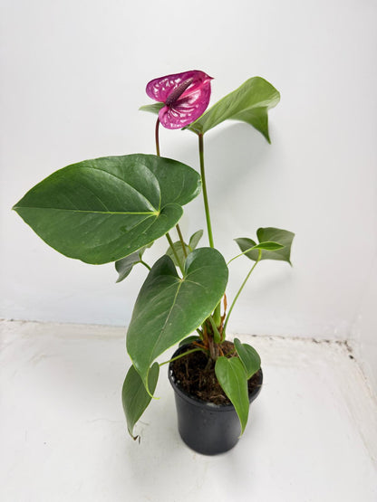 utah anthurium Anthurium 'Utah Purple' with 100mm pot – Succulents World