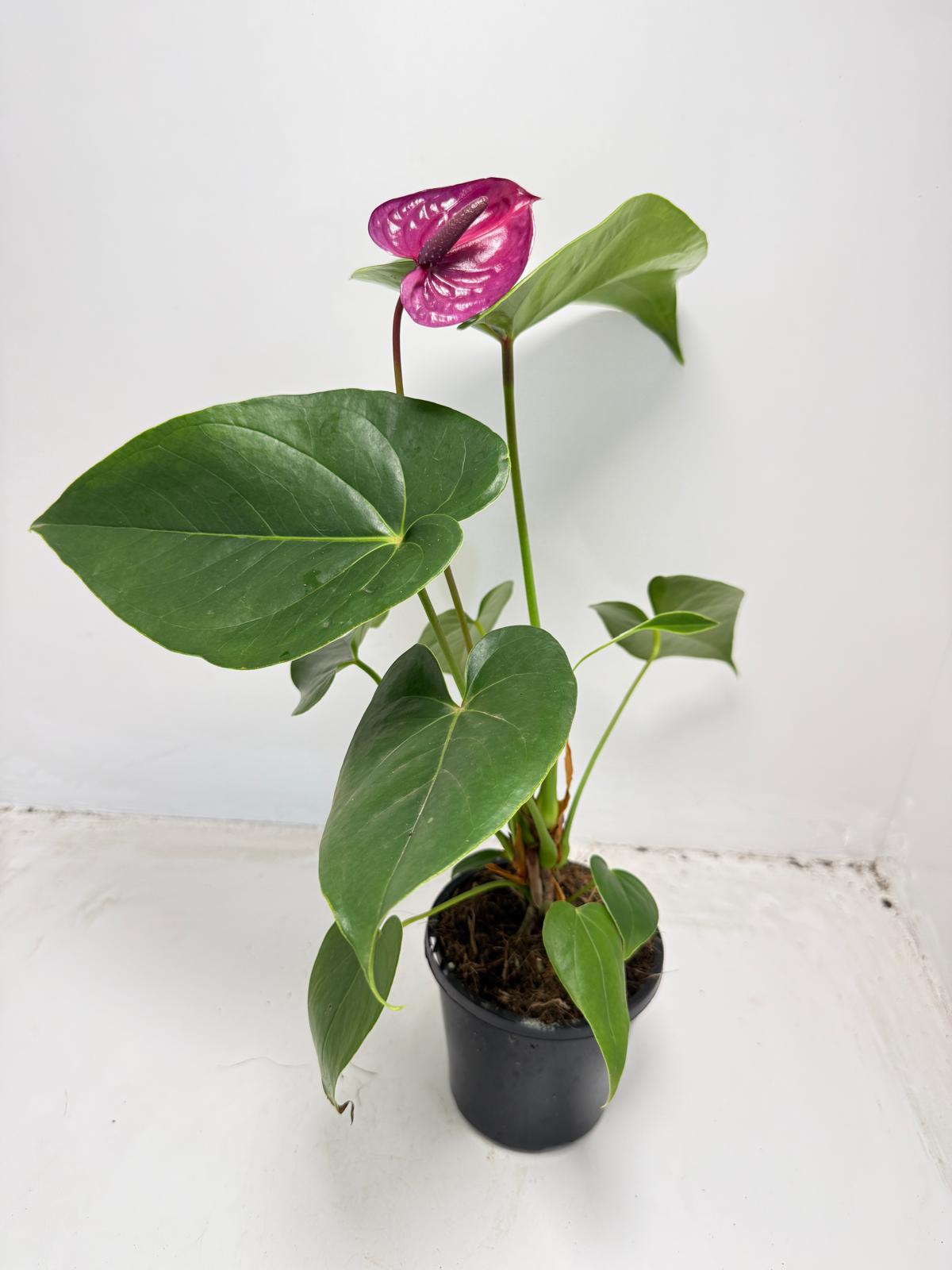 Anthurium ‘Utah Purple’ with 100mm pot