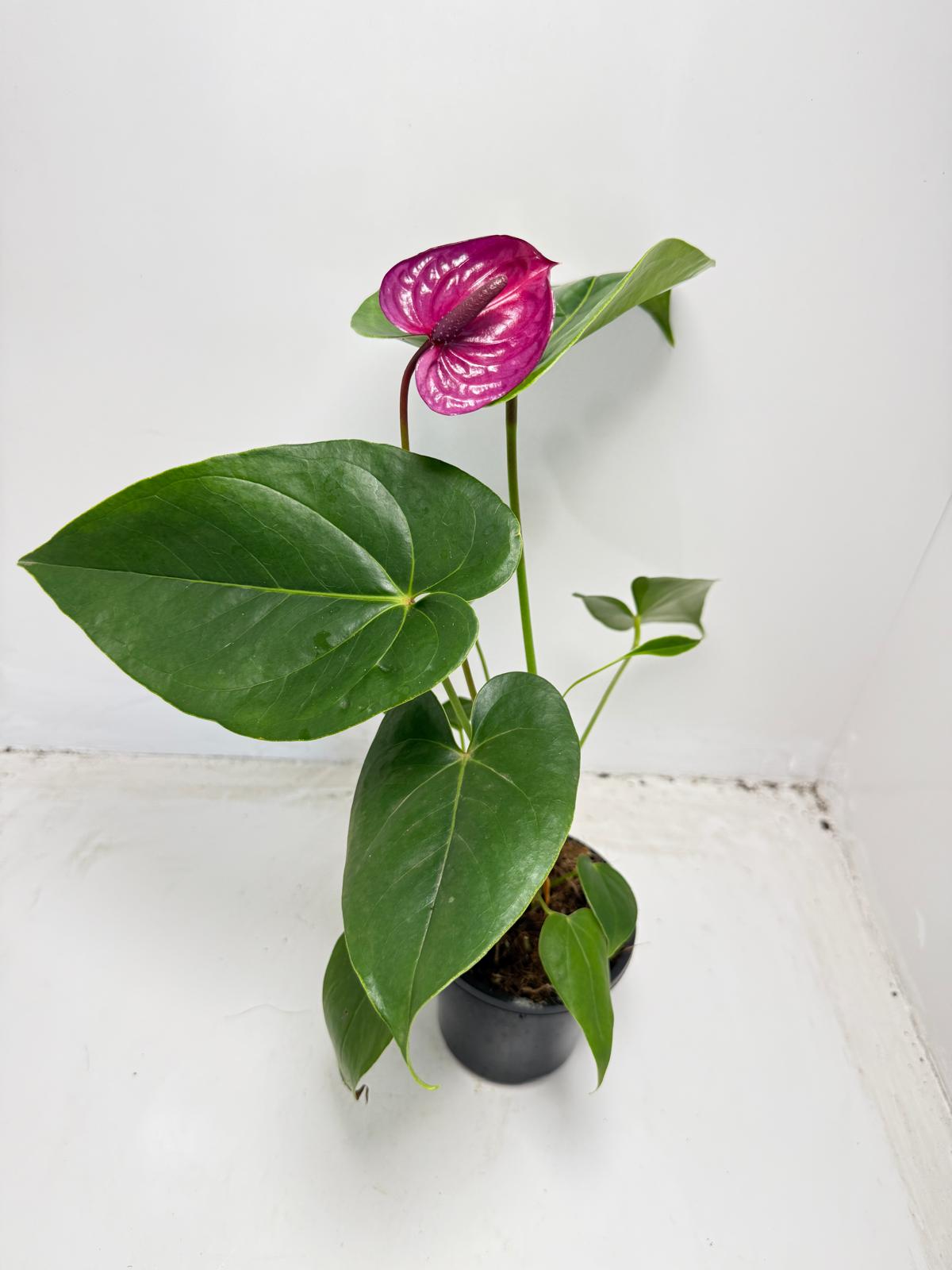 Anthurium ‘Utah Purple’ with 100mm pot