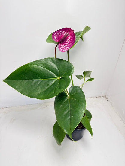 Anthurium ‘Utah Purple’ with 100mm pot