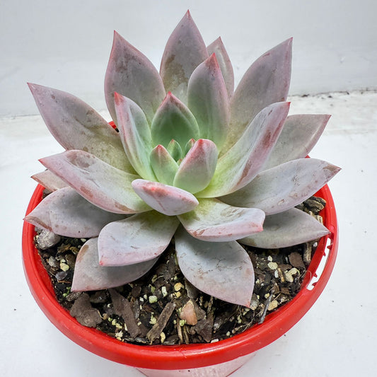 Echeveria ‘Champagne’ Pink–Purple 130mm