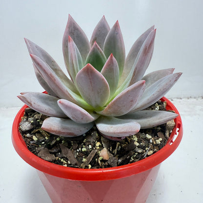 Echeveria ‘Champagne’ Pink–Purple 130mm