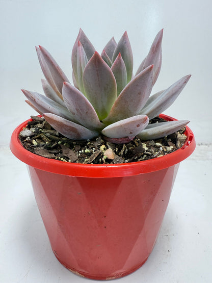 Echeveria ‘Champagne’ Pink–Purple 130mm