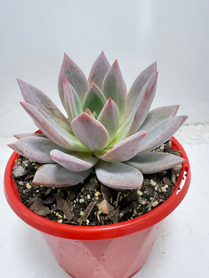 Echeveria ‘Champagne’ Pink–Purple 130mm