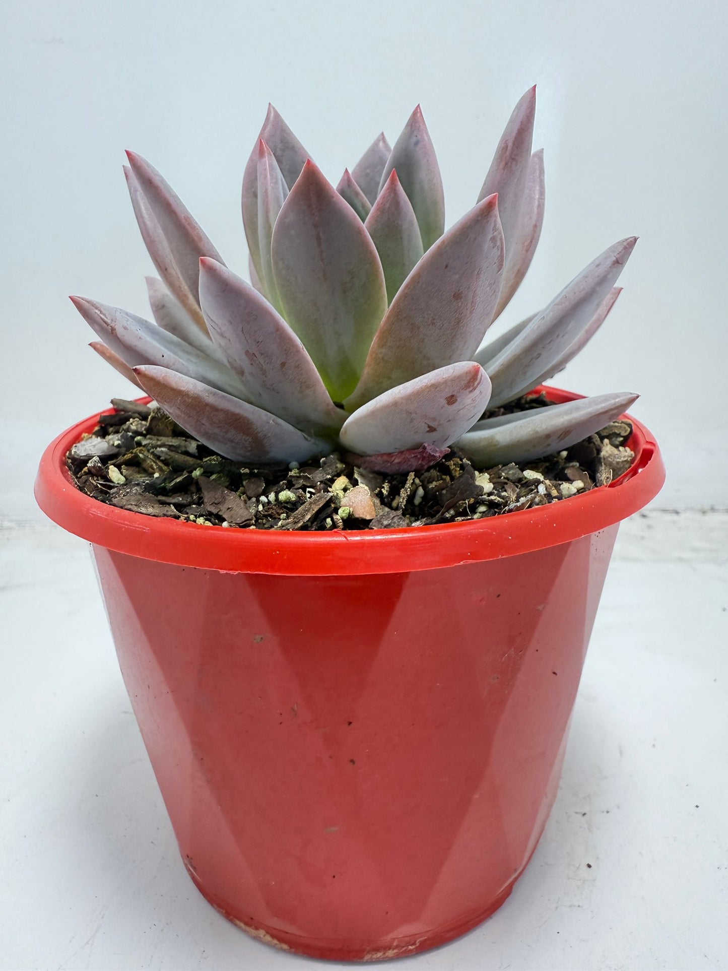 Echeveria ‘Champagne’ Pink–Purple 130mm