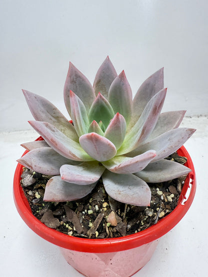 Echeveria ‘Champagne’ Pink–Purple 130mm