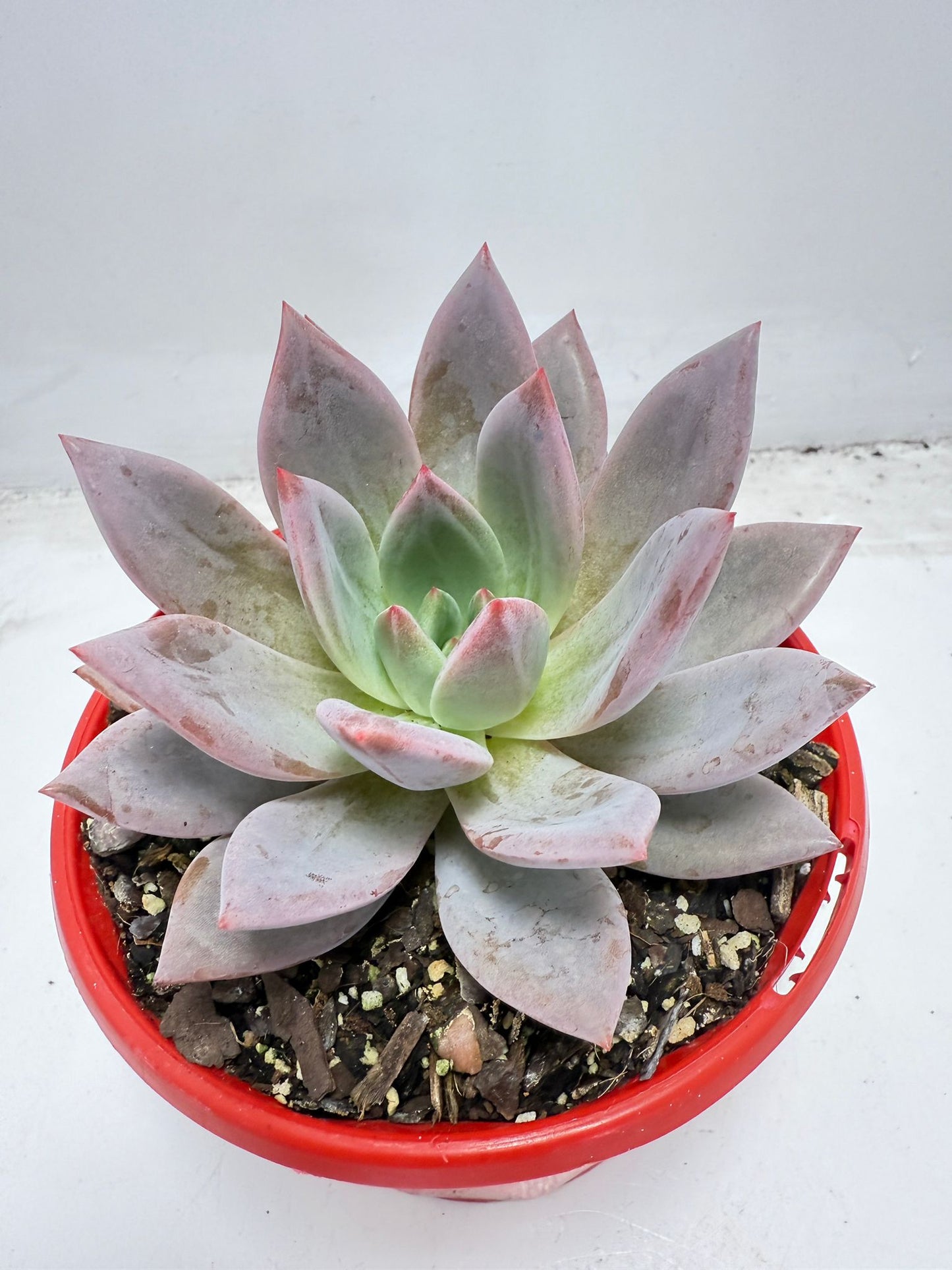 Echeveria ‘Champagne’ Pink–Purple 130mm
