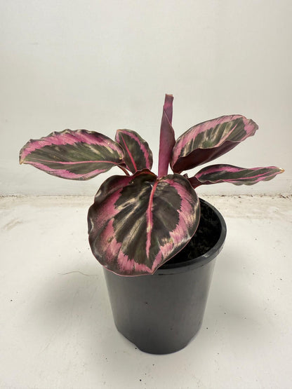 Calathea Red Mojo