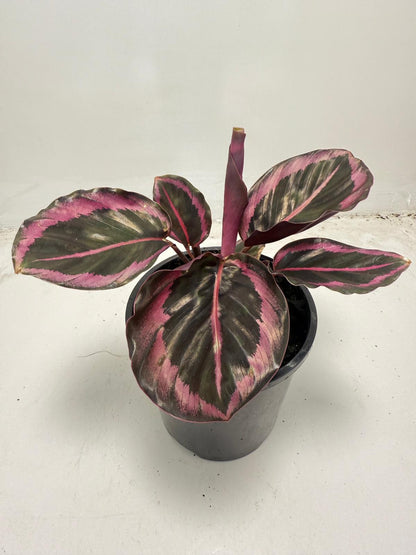 Calathea Red Mojo
