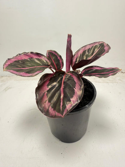 Calathea Red Mojo