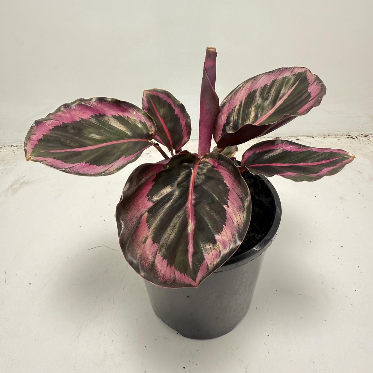 Calathea Red Mojo