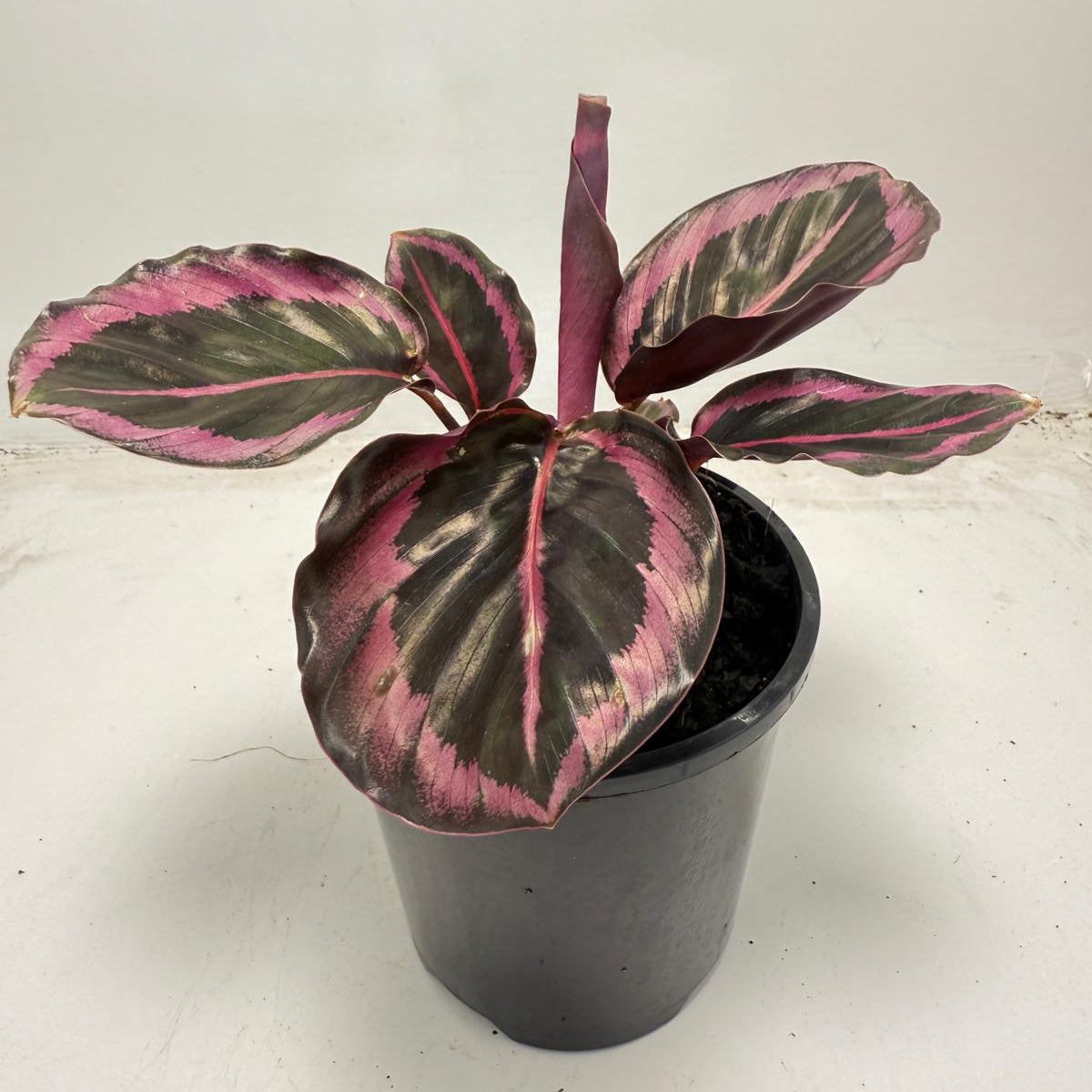 Calathea Red Mojo