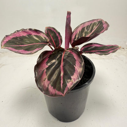 Calathea Red Mojo