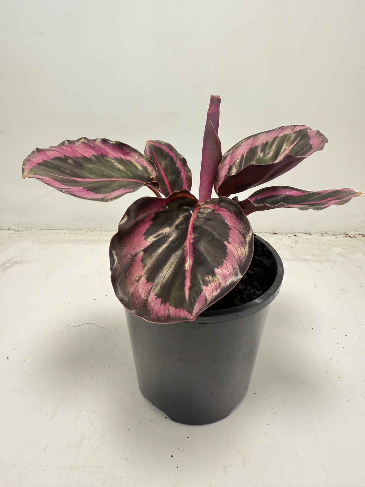 Calathea Red Mojo