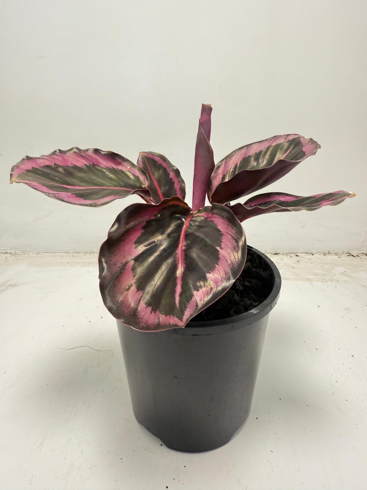 Calathea Red Mojo