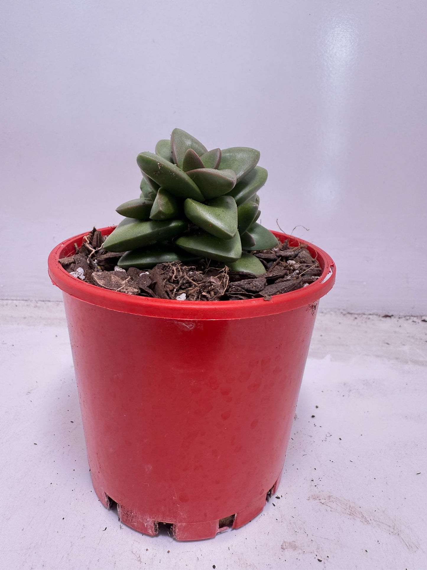 Crassula Talisman | 100mm