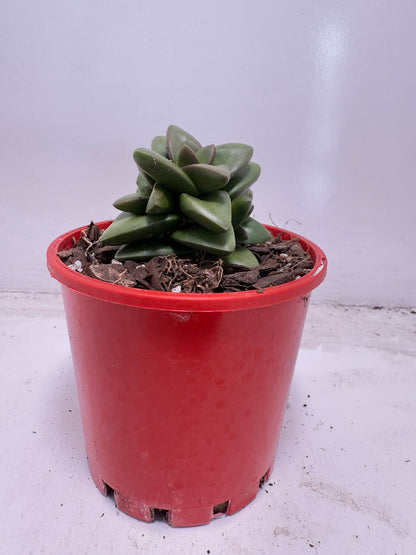 Crassula Talisman | 100mm