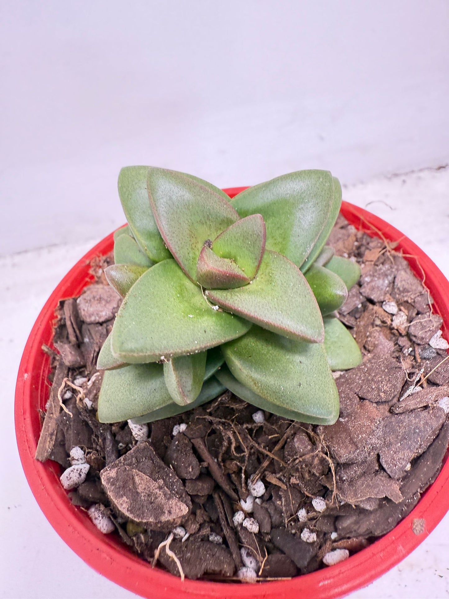 Crassula Talisman | 100mm
