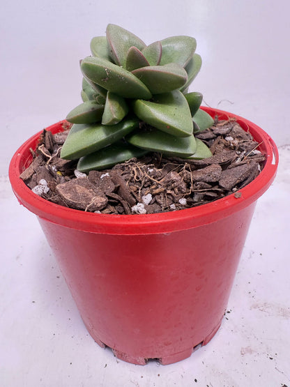 Crassula Talisman | 100mm