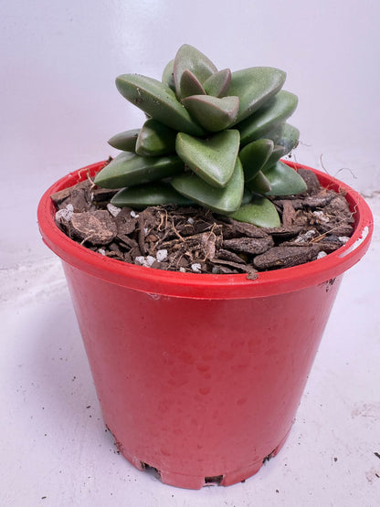 Crassula Talisman | 100mm