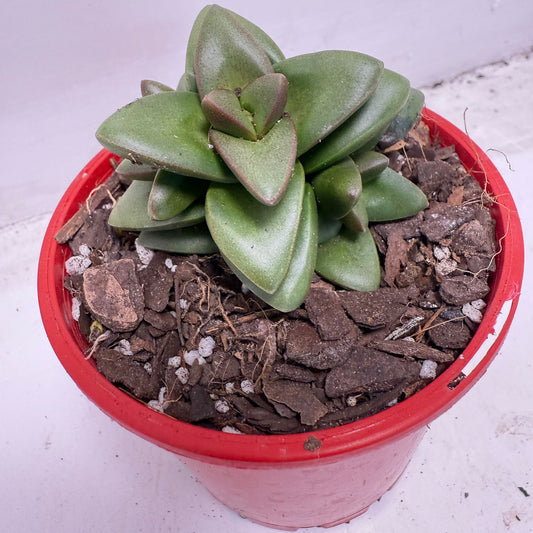 Crassula Talisman | 100mm