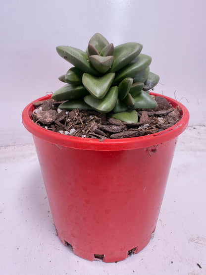 Crassula Talisman | 100mm