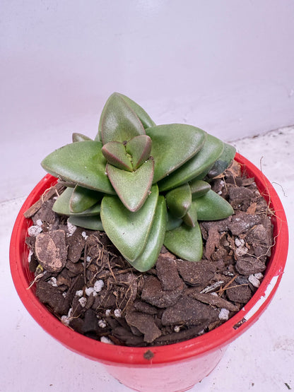 Crassula Talisman | 100mm