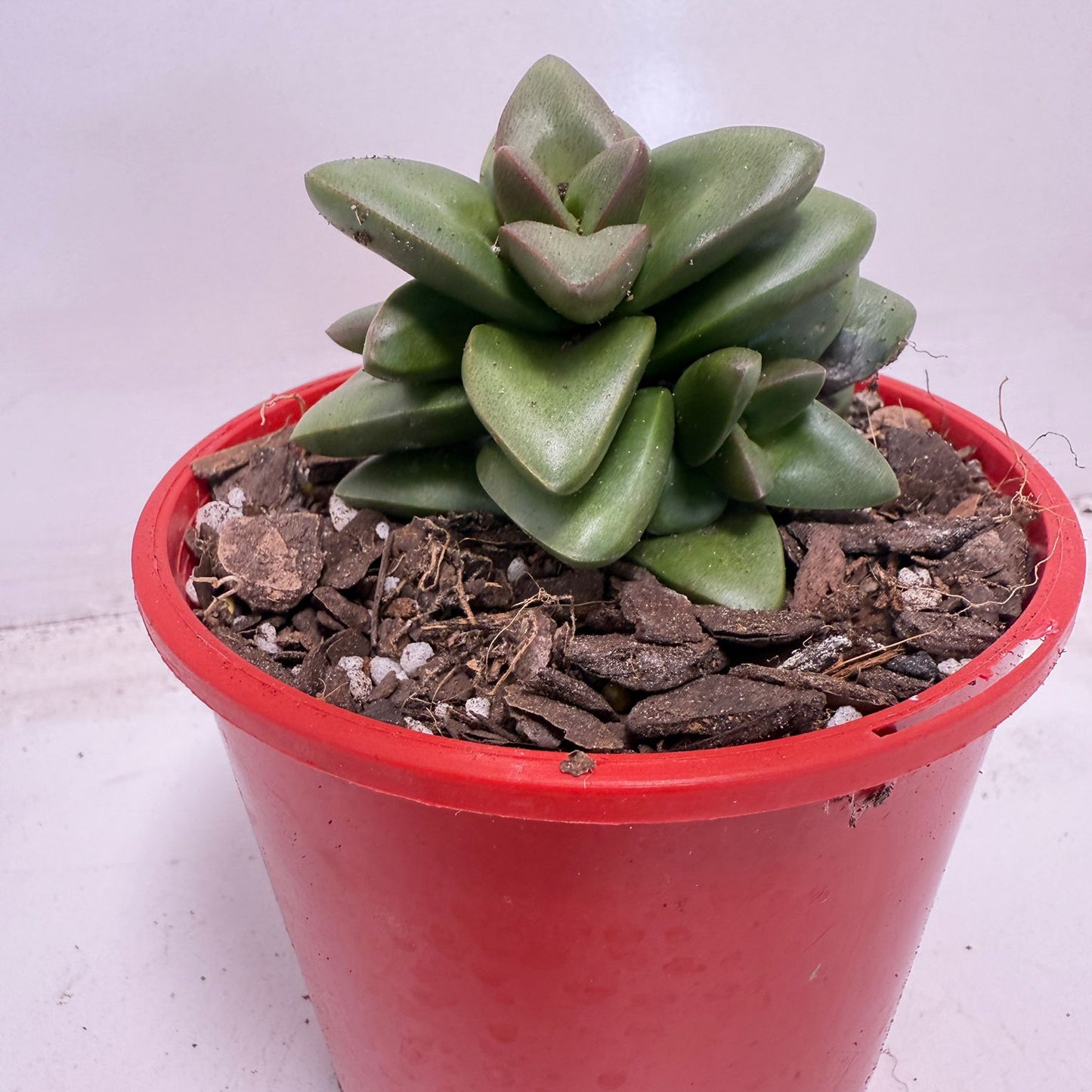Crassula Talisman | 100mm