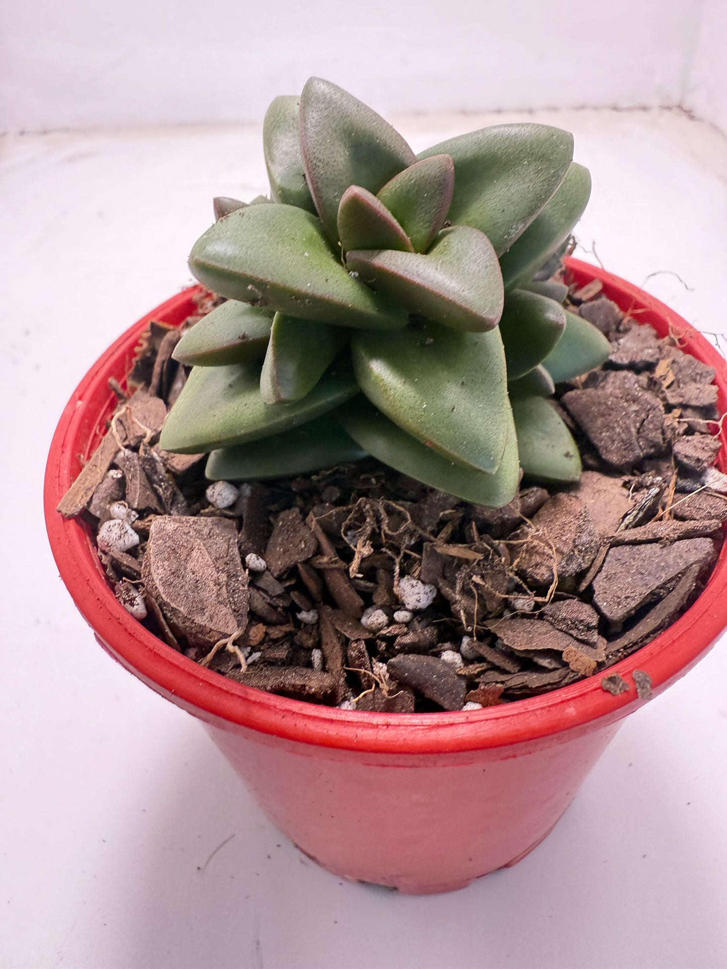 Crassula Talisman | 100mm