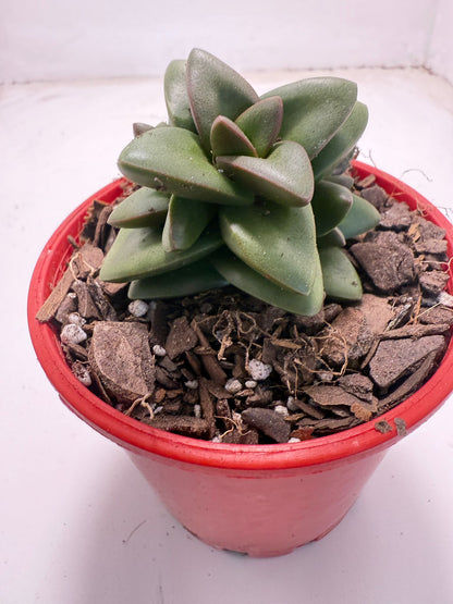 Crassula Talisman | 100mm