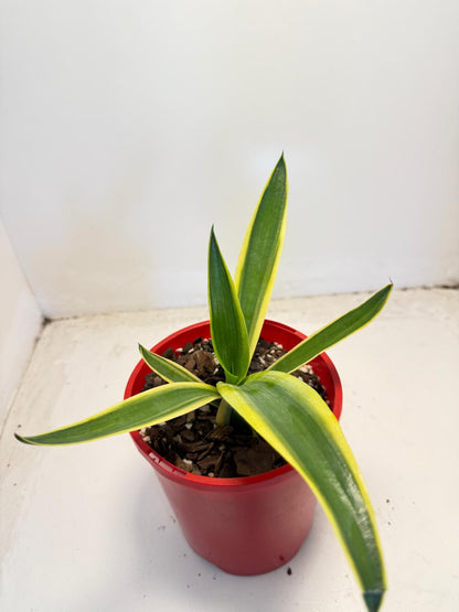 El Miradores Gold Agave - 130mm