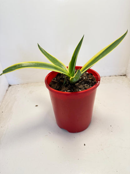 El Miradores Gold Agave - 130mm
