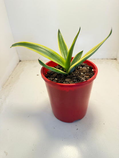 El Miradores Gold Agave - 130mm