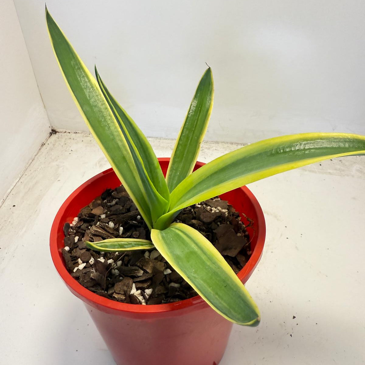 El Miradores Gold Agave - 130mm