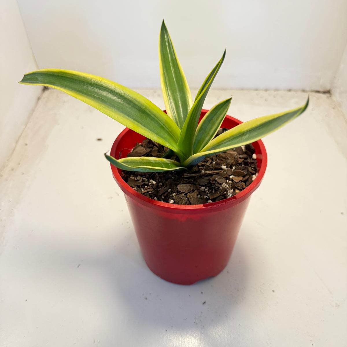 El Miradores Gold Agave - 130mm